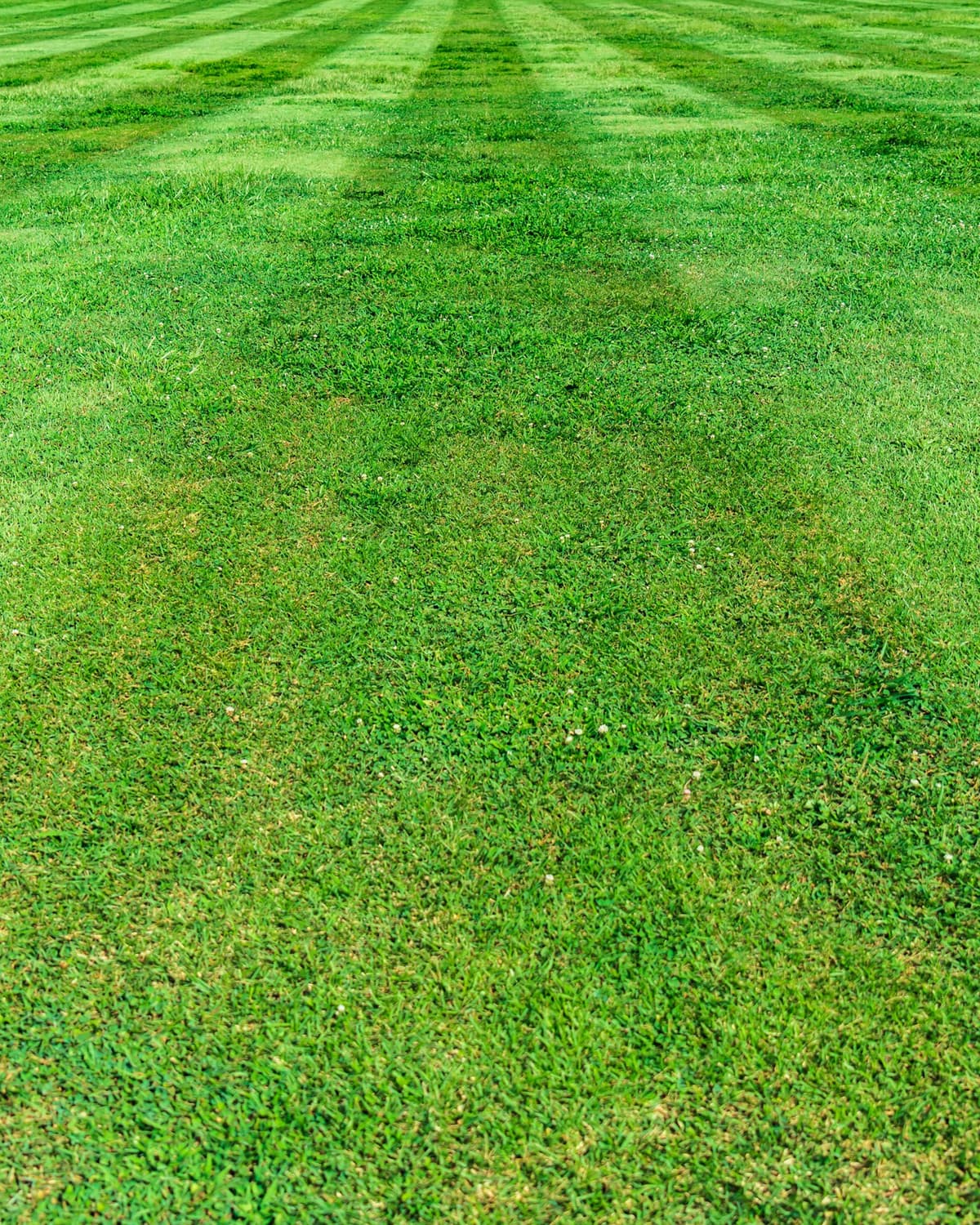 Freshly mowed green lawn with wide alternating stripes